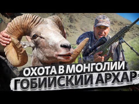 Видео: Трофейная охота в Монголии. Гобийский архар