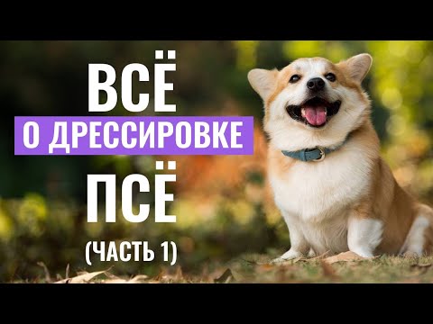Видео: Мастерство ДРЕССИРОВКИ собак: советы и методы кинологов