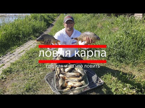 Видео: Ловля карпа  где, как и на что ловить