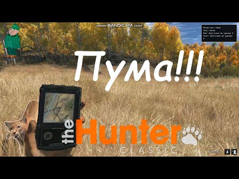 Видео: the Hunter Classic. Знакомство с пумой.