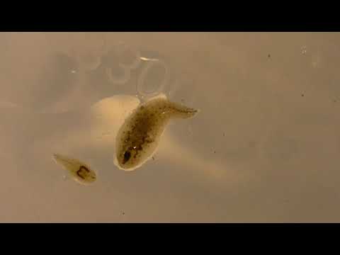 Видео: Фебтал против клепсин, улитковых пиявок и планарий. Карантин растений. Фебтал и креветки и рыбы.