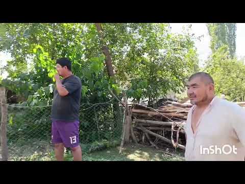 Видео: Ош обл Ноокат рн Көк-Жар аө Жийде а 2024ж