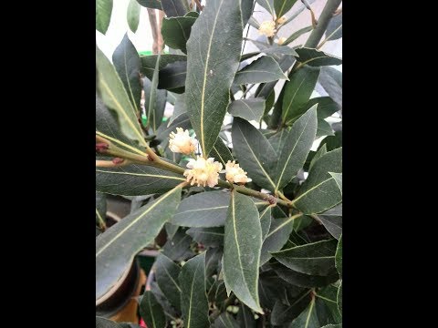Видео: Лавровый лист ( Laurus nobilis )