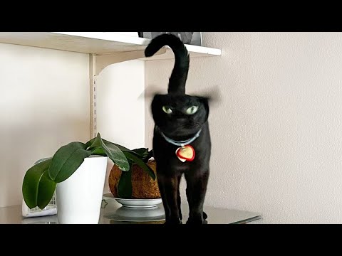 Видео: Кот невероятно глупый 😂 Новые смешные видео с котами