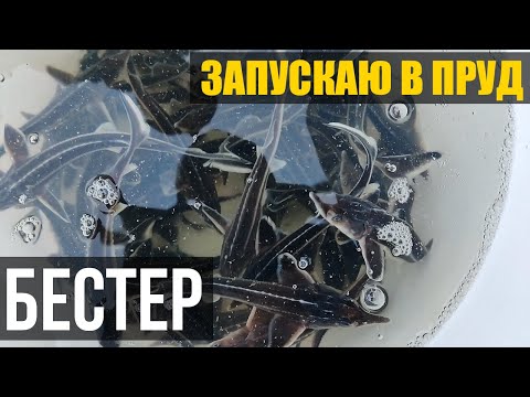 Видео: БЕСТЕР. 51 шт. Запускаю Бестера в пруд. Надеюсь подрастет и будет интересная рыбалка и рыба к столу.