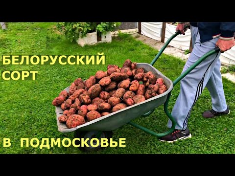 Видео: Картофель ЖУРАВИНКА. ЛУЧШИЙ УРОЖАЙ на грядке