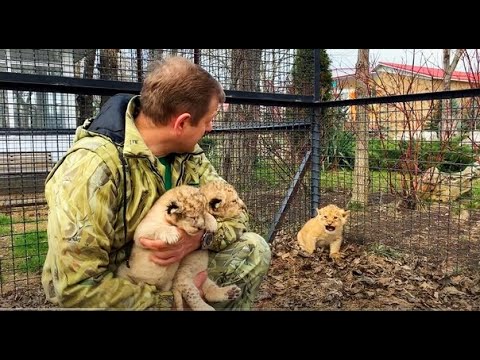Видео: Чем отличаются львята выросшие с ЧЕЛОВЕКОМ и без него! Lion cubs who grew up with and without humans