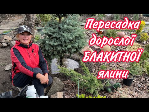 Видео: Блакитну ялину ПЕРЕСАДИЛА за 30 хвилин.Субстрат для пересадки  має значення.