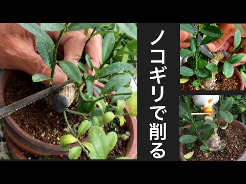 Видео: Увеличьте количество ветвей, сделав прививки маваси. Бонсай из золотой фасоли, производитель