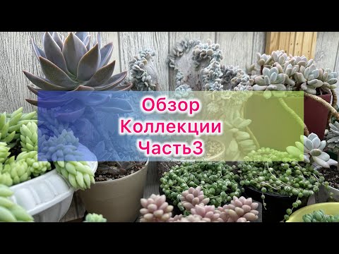 Видео: Суккуленты. Обзор коллекции. Часть3 #succulent #echeveria #plants #цветы #цветыдлядома #garden