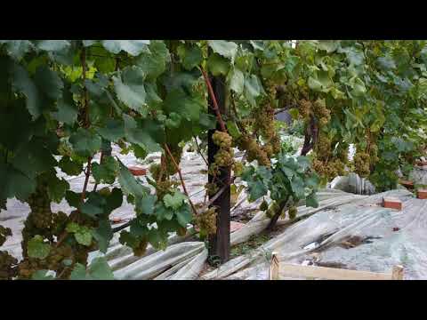 Видео: Шардоне, поздний сбор