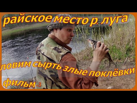 Видео: РАЙСКОЕ МЕСТО. р.ЛУГА . Ловим СЫРТЬ .ЗЛЫЕ ПОКЛЁВКИ.укусил  КЛЕЩ . фильм - 3.