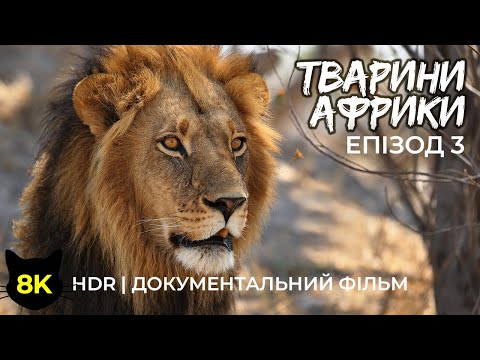 Видео: Дика природа Африки – Епізод 3 | 8K HDR Документальний фільм про тварин заповідників Моремі та Хвай
