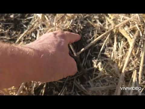 Видео: Сезон 2025-2026 открыт. РАПС . No-till 29.08.2025