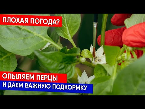 Видео: Почему опадают завязи у перцев? Как сохранить завязи  и защитить растения от болезней
