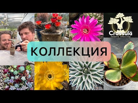 Видео: СУККУЛЕНТЫ - КОЛЛЕКЦИЯ РЕДКОСТЕЙ Мастера Георгия Аристова. Экскурсия по теплице.  02.06.2023