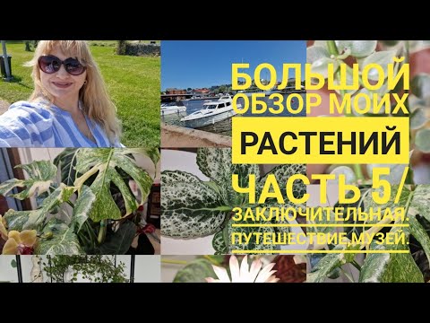 Видео: 🍀БОЛЬШОЙ ОБЗОР КОМНАТНЫХ РАСТЕНИЙ ЧАСТЬ 5/ЗАКЛЮЧИТЕЛЬНАЯ.ПУТЕШЕСТВИЕ, МУЗЕЙ🍀