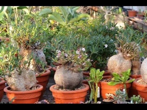 Видео: Пахиподиум Pachypodium