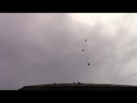 Видео: Голуби город Курахово.Мой 1 молодняк