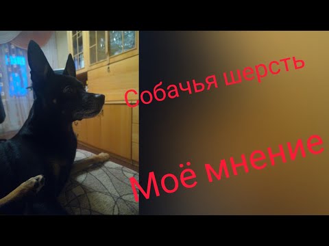 Видео: В чём польза собачьей шерсти//чем отличается собачья шерсть от другой// мой взгляд и опыт