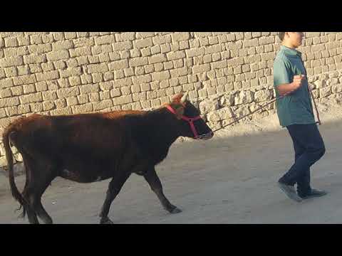 Видео: Як сар гови букачадор 30.10.2025.тел:078.18.54.54 