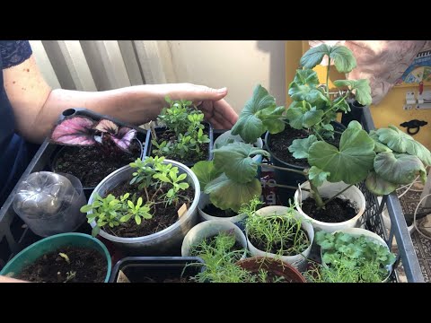 Видео: Одна в деревне/ Какие черенки и маточники дома на 2024 год/