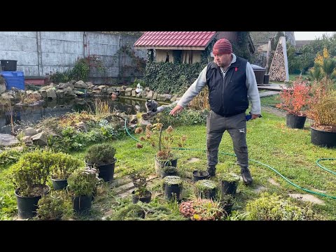 Видео: Наш сад і дача: баня, чан, ставок з карпами та  жимолості | Огляд 2 частина