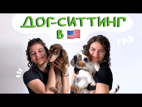 Видео: Няня для собак в США: мои клиенты, зарплата. Стоит ли работать дог-ситтером?