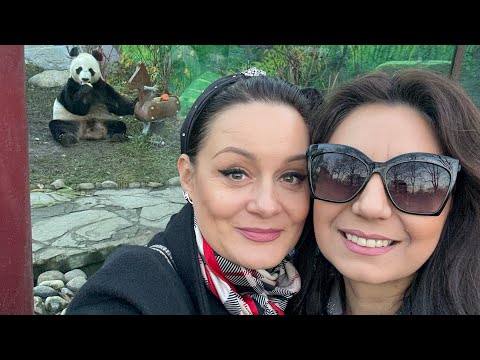 Видео: Приглашаем на концерты с Радой. Панды, зажировка манула,. Московский зоопарк. Ресторан «Корчма». 