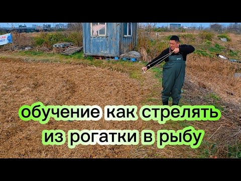 Видео: Настрелял КАРАСЕЙ и угощаю прохожих. Рыбалка на рогатку. #рыбалка #fishing #낚시 #кино