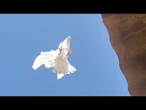 Видео: 27 мая 2025 г.