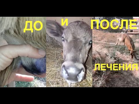 Видео: ТРИ БЕДЫ ЗАКУПНЫХ ТЕЛЯТ: ПОНОС, ПНЕВМОНИЯ, ОМФАЛИТ