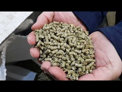 Видео: Чем кормлю кроликов