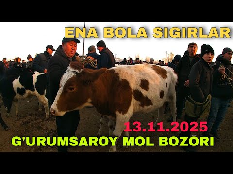 Видео: G'urumsaroy mol bozori ena bola sigirlar Pop tumani • Гурумсарой мол бозори