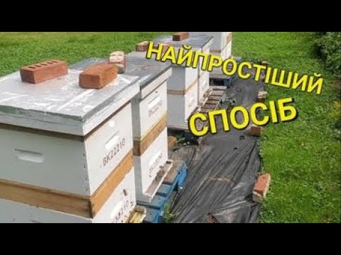 Видео: Об'єднання бджіл у будь-який час. #бджолипчеловодствов6тирамочныхульях
