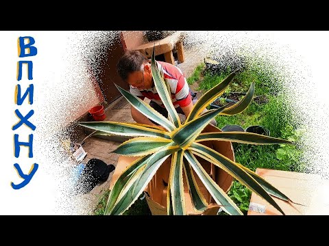 Видео: Как Запаковать Агаву для Пересылки Почтой