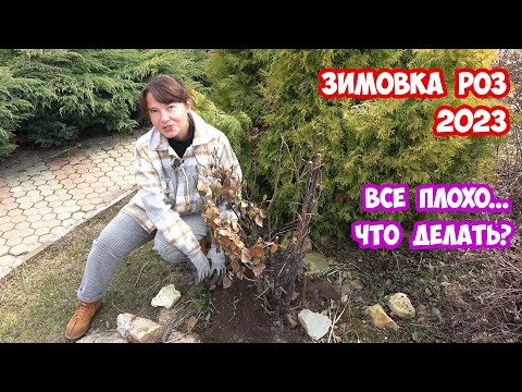 Видео: Как перезимовали розы в этом году? Тяжелая зимовка 2023. Некоторые розы вымерзли.
