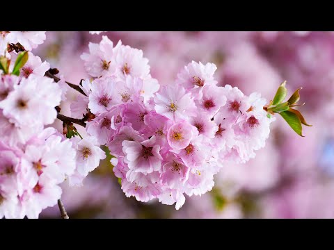 Видео: музыка весны🌿Нежная музыка, успокаивает нервную систему и радует душу🌿отличная музыка для нервной #2