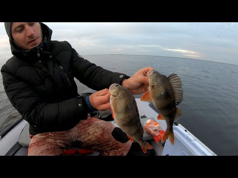 Видео: Надрали ЖИРНЫХ ОКУНЕЙ на закрытие сезона. Ловля крупного окуня на джиг. Ильмень 2021.