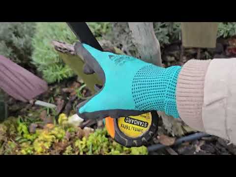 Видео: Опори під троянди, арка, опора під штамбову троянду, розміри. 26.01 стан троянд.