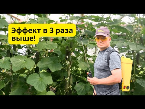 Видео: Почему листовые обработки не работают? Ошибки дачников!