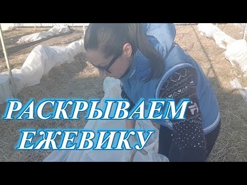 Видео: Раскрываем ежевику после зимовки