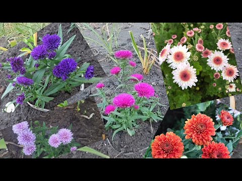 Видео: @OlenaSad Айстра махрова новобельгійська .Які кольори маю . 26 жовтня 2025 р.