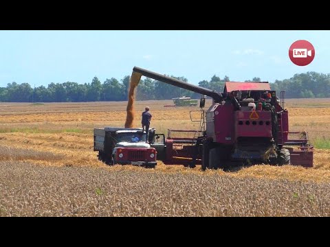 Видео: 240 рублей в день - это реально! В КСУП им. Дзержинского в самом разгаре жатва 2024