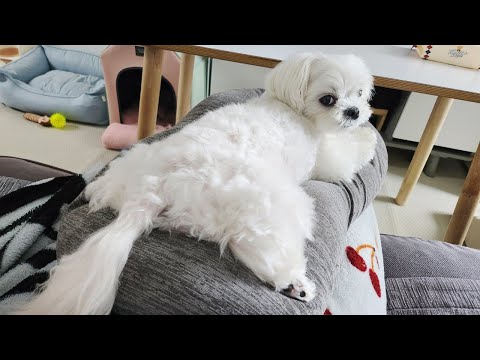 Видео: Секрет, который привлекает внимание мамы, только для щенков