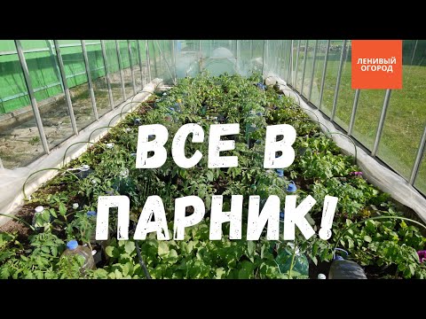 Видео: Перенос рассады в теплицу | Оптимальная температура для рассады | Рассада томатов, перцев и баклажан