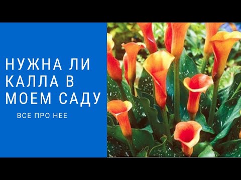 Видео: Нужна ли Калла в саду? /Все про нее/ Я думаю что после просмотра Вы согласитесь - Нужна!