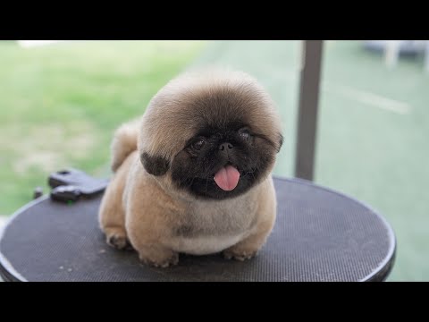 Видео: Вы не сможете пройти мимо этого видео.