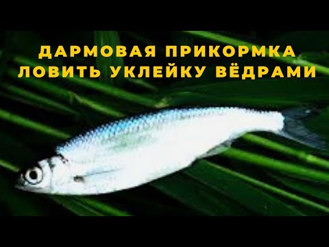 Видео: Эта беЗплатная прикормка позволит ловить уклейку вёдрами