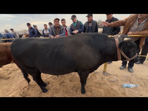 Видео: 26 октября 2025 г. ТУРТКУЛЬ МОЛ БОЗОР НАРХЛАРИ 